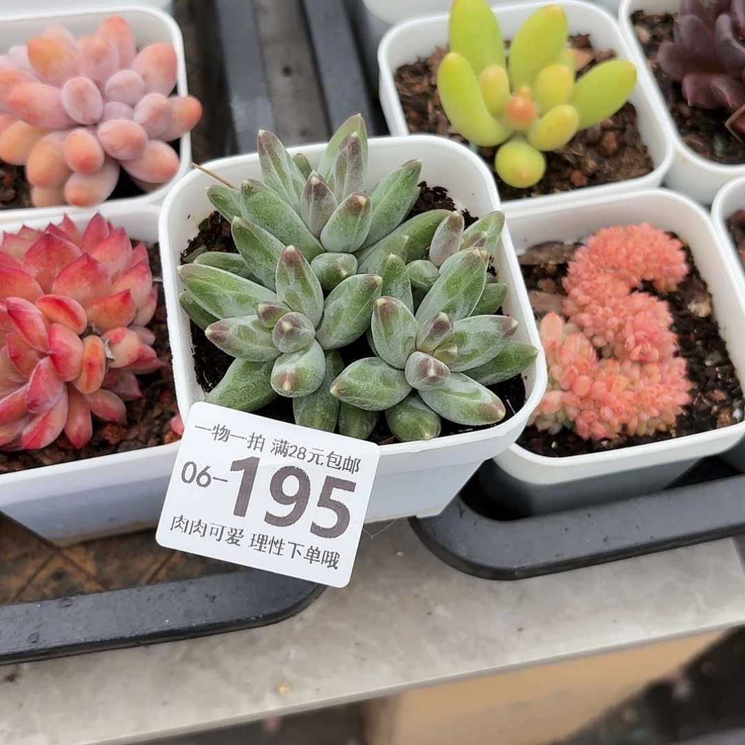 乌拉克拉无盆土发货无盆