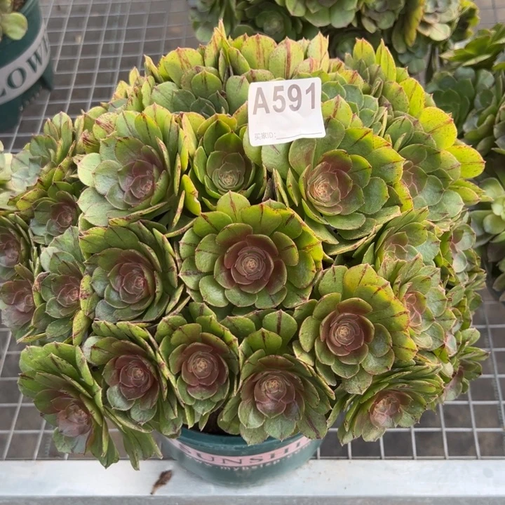 591万拉丝朵朵30厘米左右