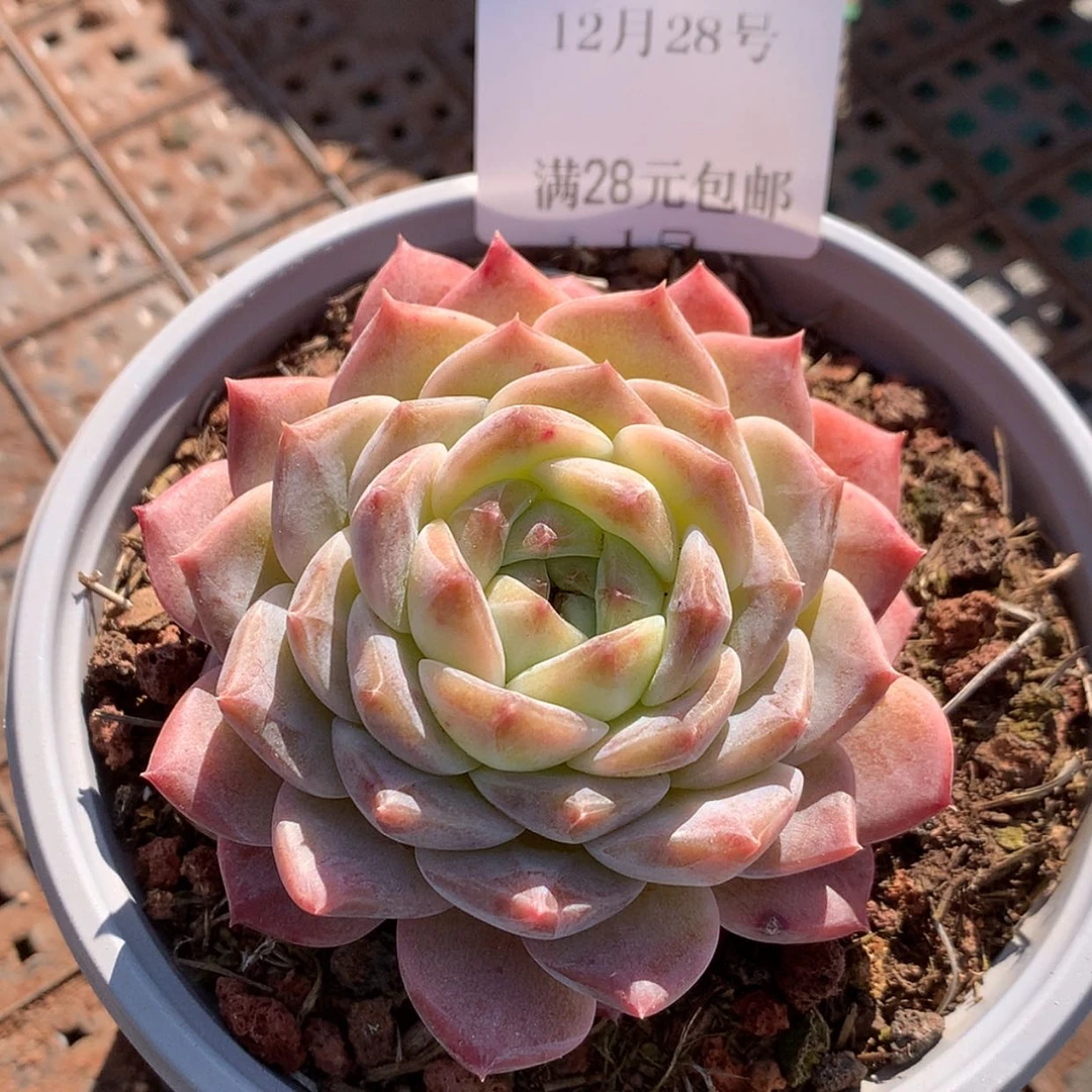 【闪购商品】云15号小佛爷6厘米