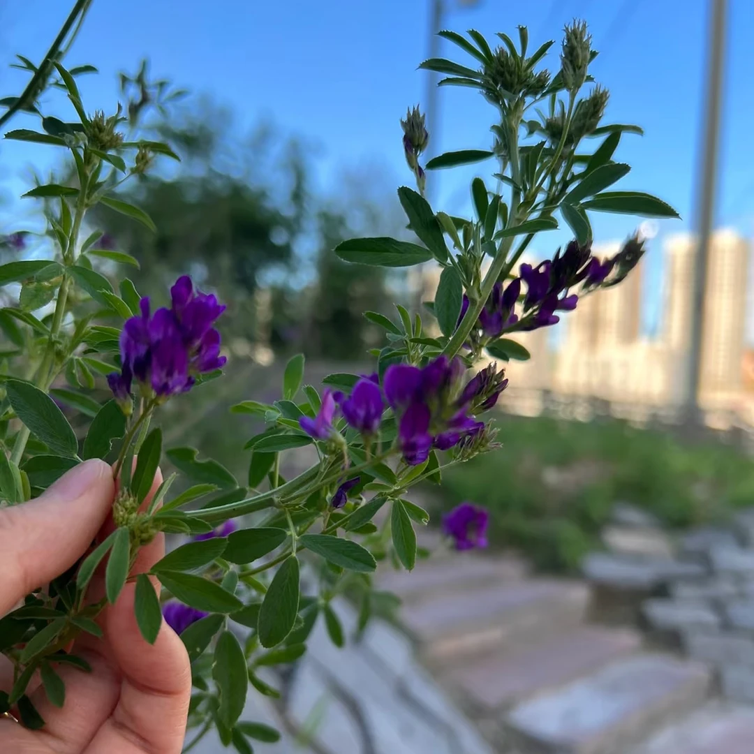 jiaxiangzhihua/家乡之花bida uruk 苜蓿种子 10克