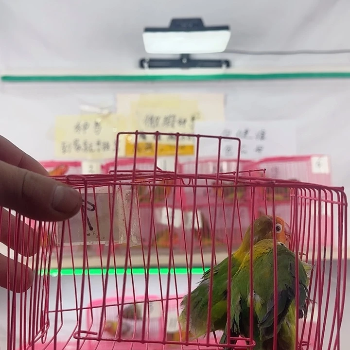 "***)虎皮鹦鹉一物一拍