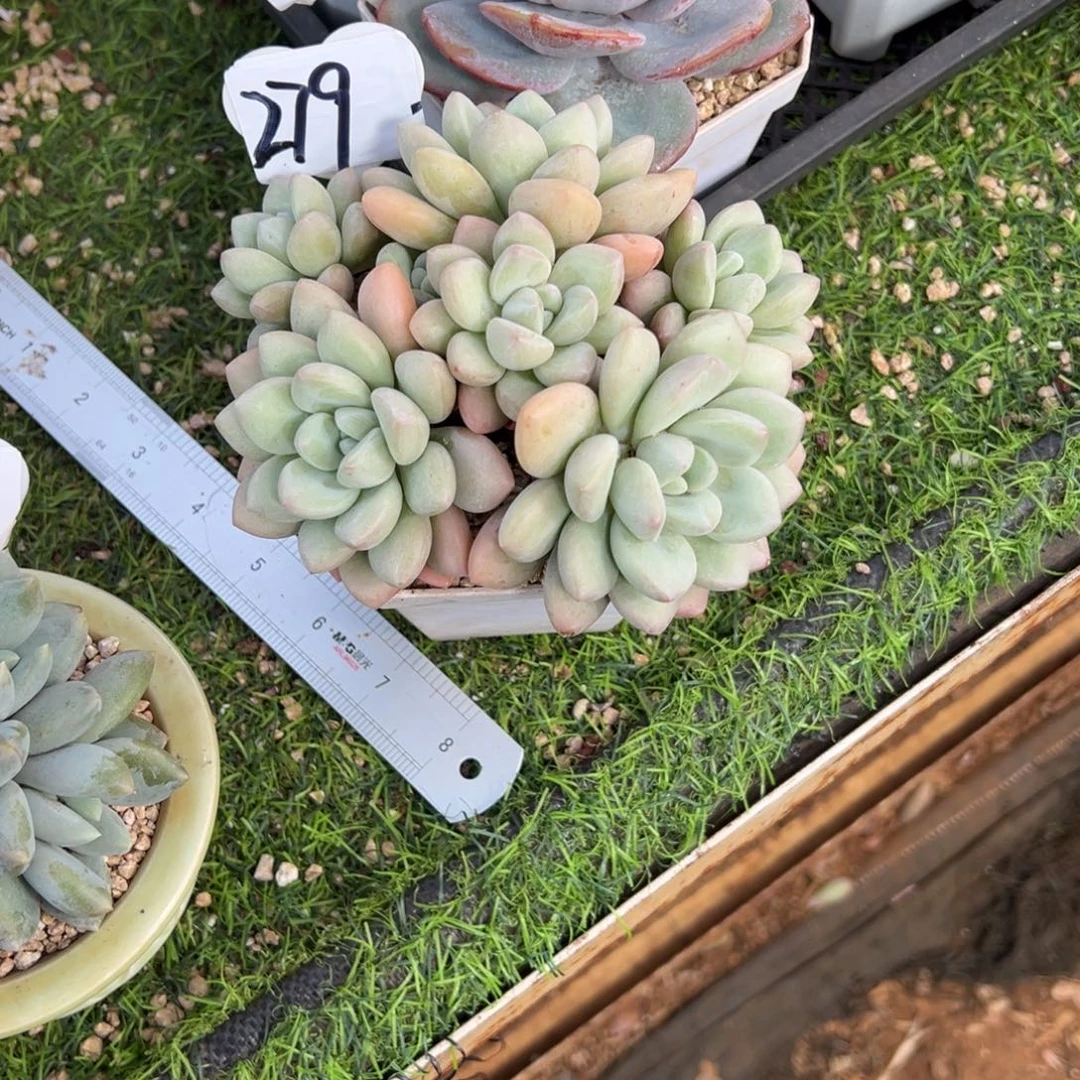 泡泡糖群多肉植物