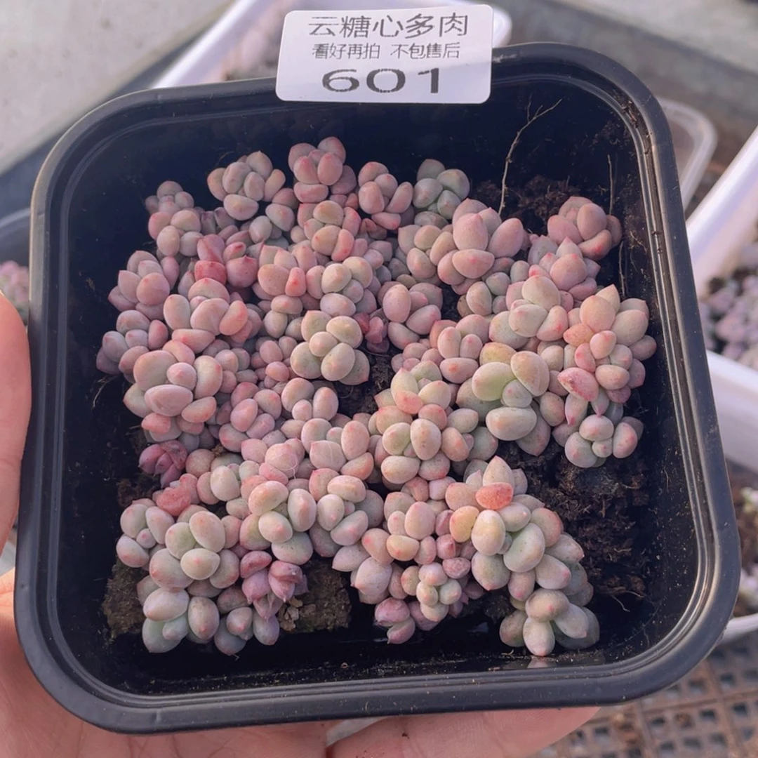 云糖心多肉植物601