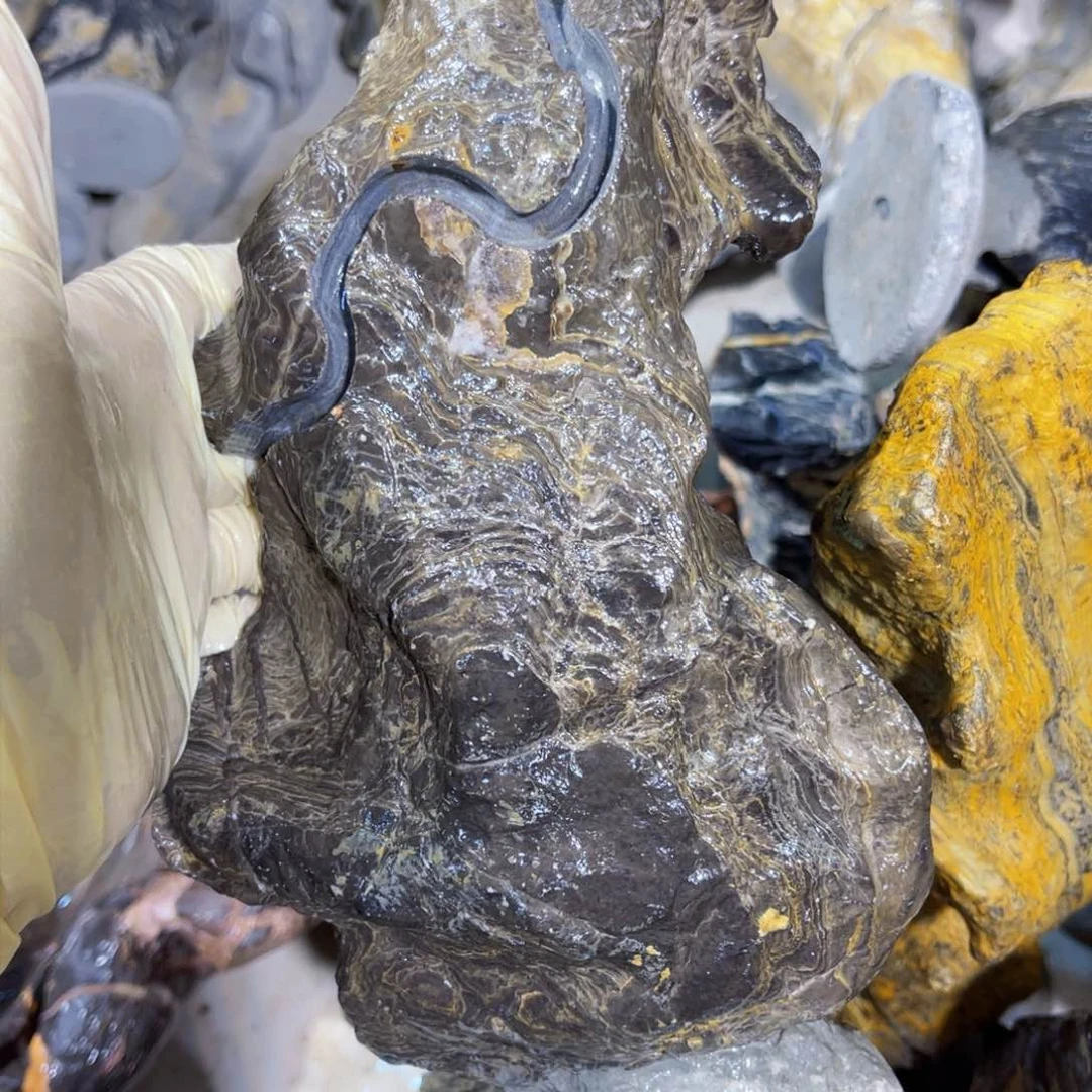 稀*附石盆景一物一拍