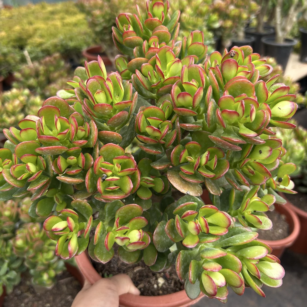 新手好养带盆带土老桩摇钱树姬红花月玉树多肉植物适合室内外养殖