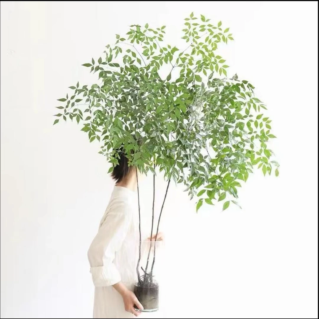 [带老桩根]南天竹水培盆栽绿植火焰红室内带跟树苗客厅办公室盆景