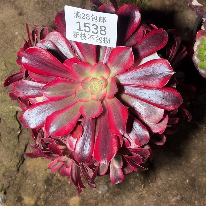 1538美杜莎多肉植物