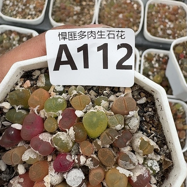 112多肉植物多肉植物