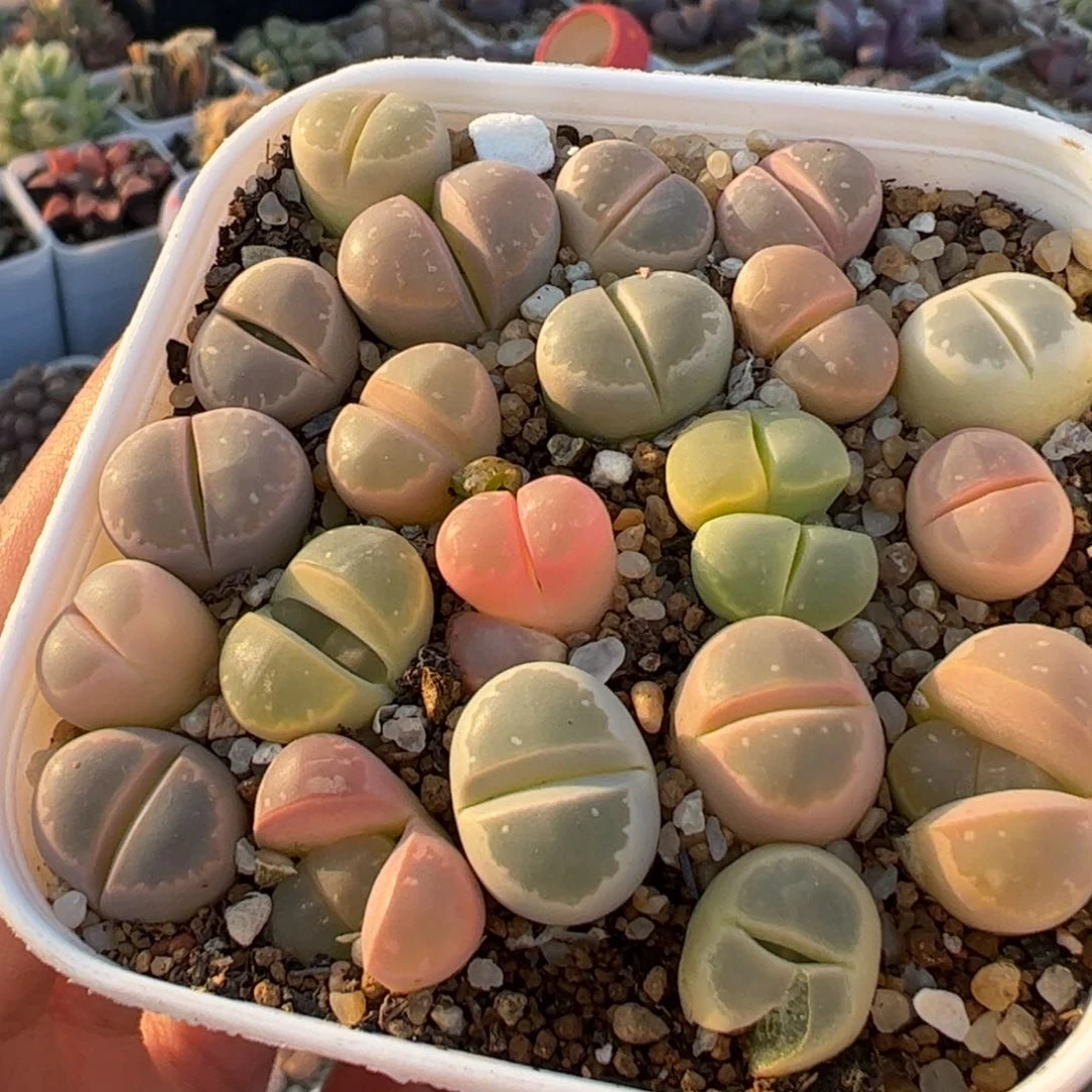 24棵果冻橄榄组合多肉植物百科