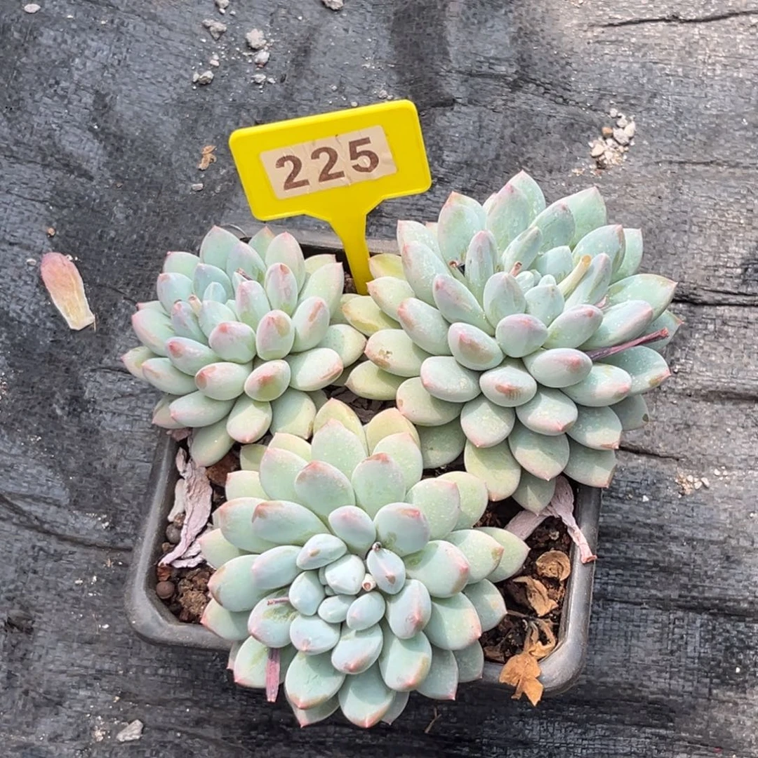 多肉植物大叶奶糖225