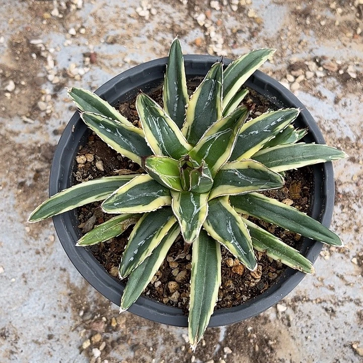 无花朵辉山龙舌兰