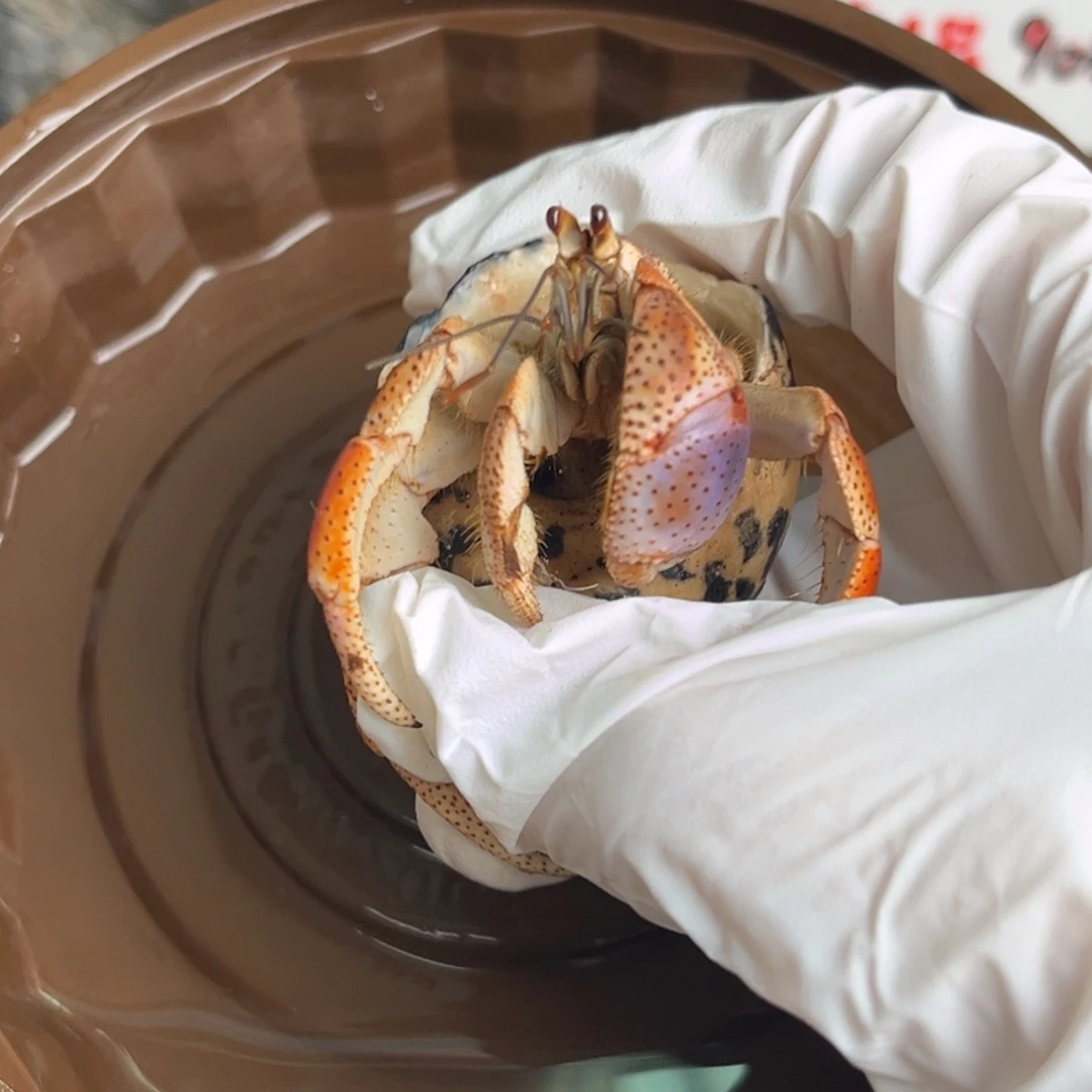 缺腿西伯2.8口。