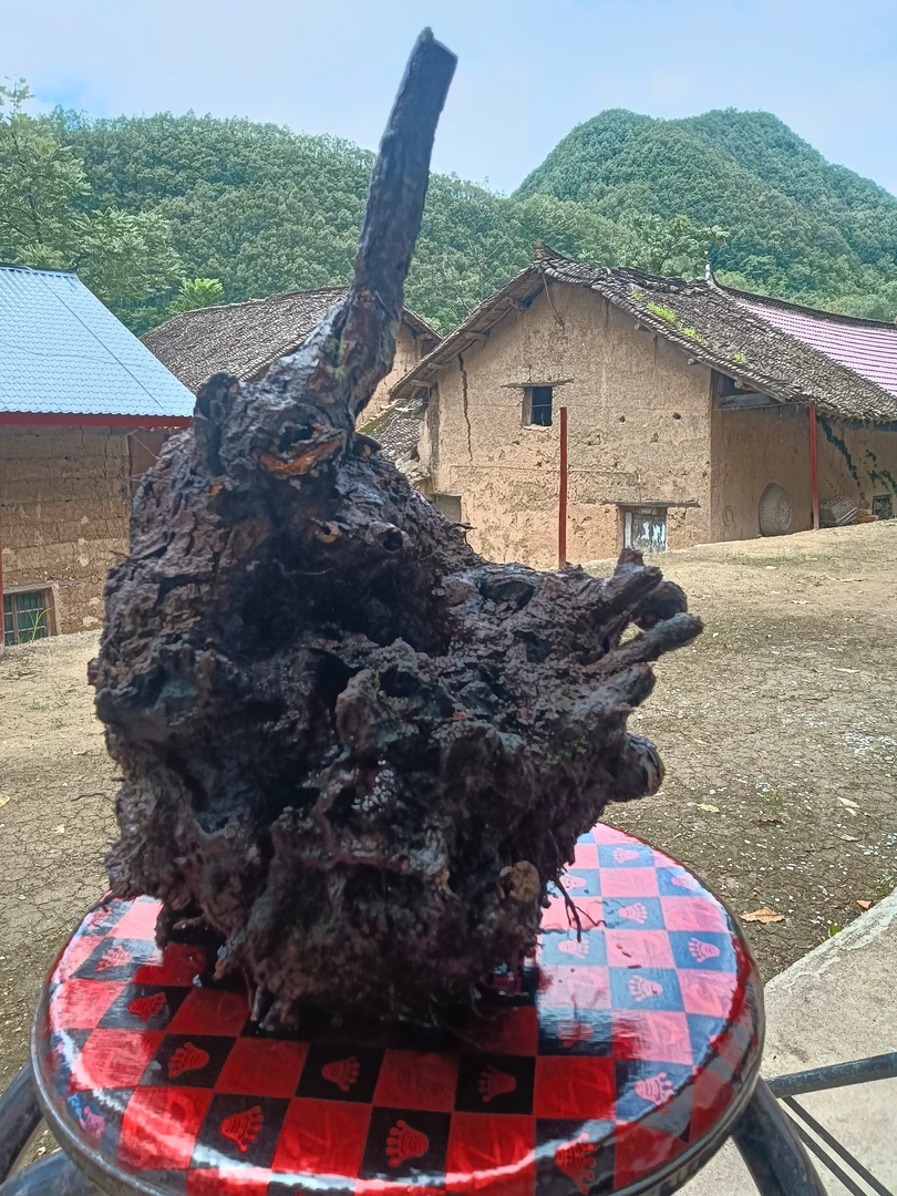 黄栌生桩盆景素材