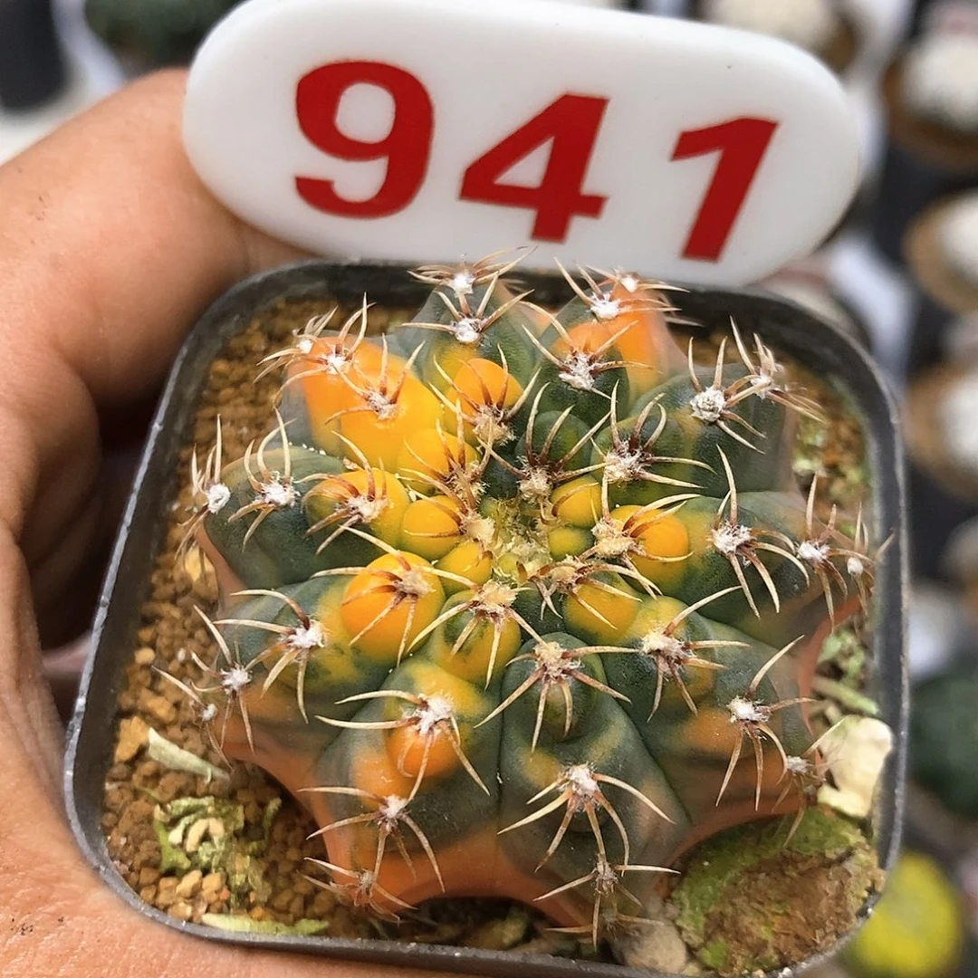 941瑞昌玉锦俄土里特价咯