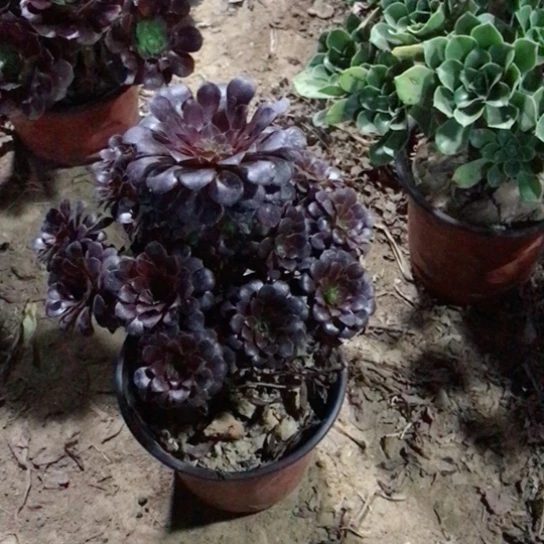 魅***宝黑铜法师多肉植物45