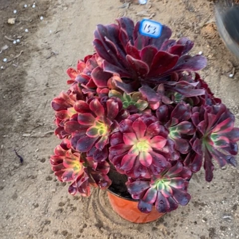 美杜莎捧花一物一拍