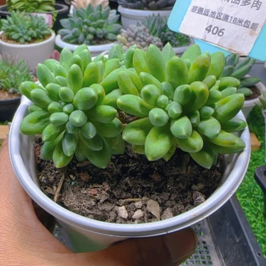锦安精品多肉植物406