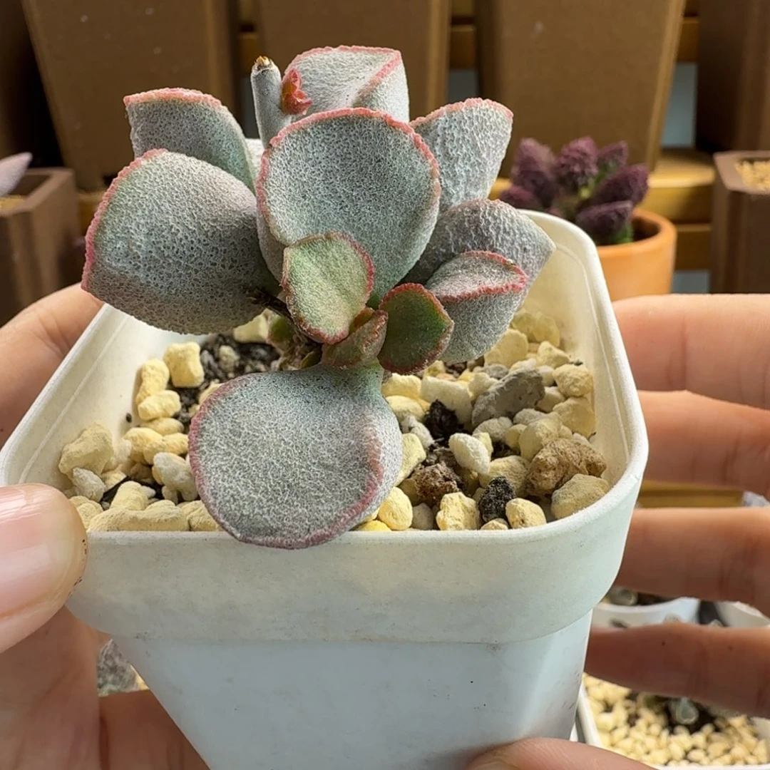 磨砂蛋水泡多肉有伤