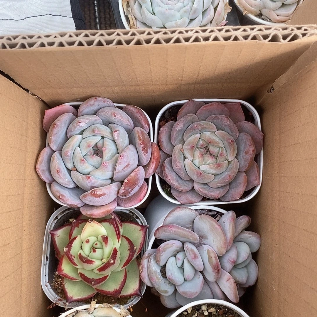 两个粉胖加乌木加三个不同色系胖嘟嘟 6101