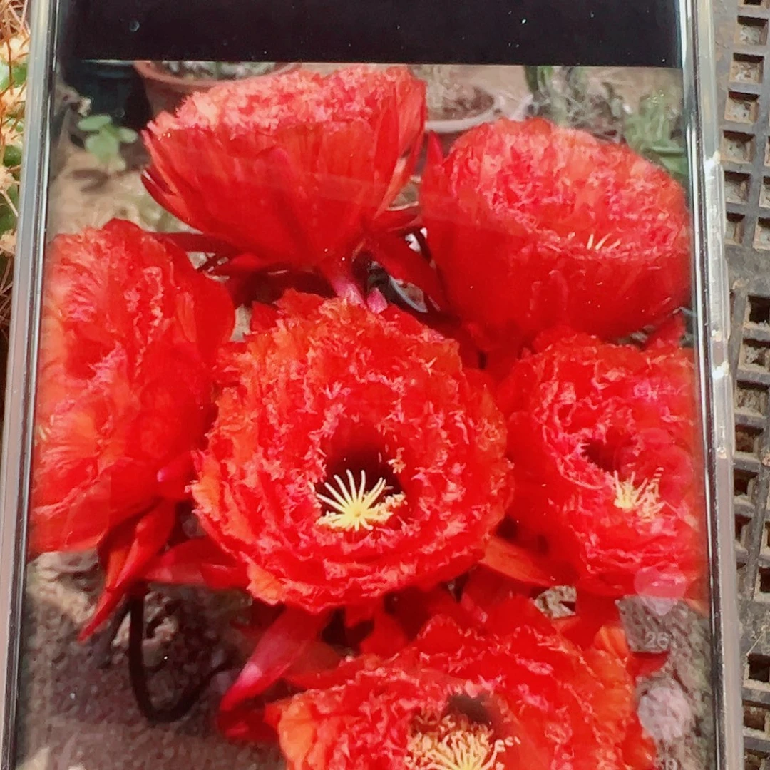 毛花柱706侧芽 20 包邮