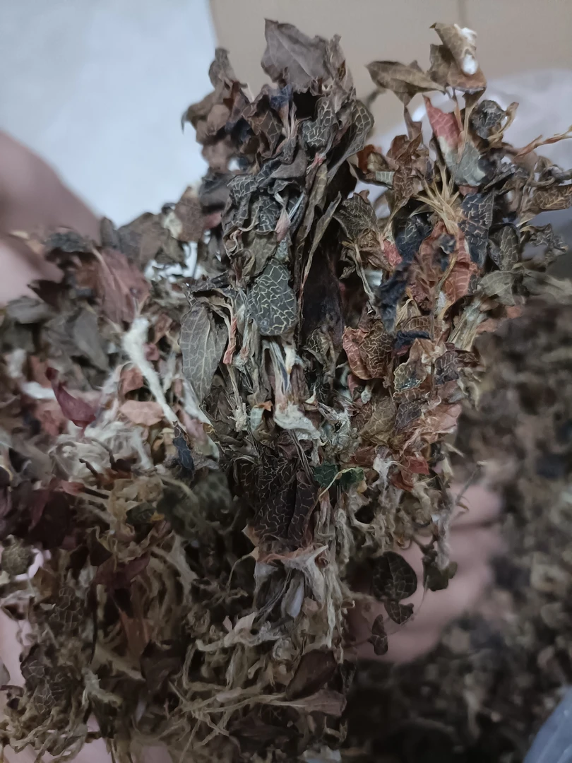 云南土特产防野种植金线莲