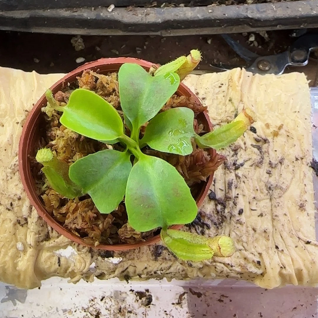 无花朵云雾猪笼草