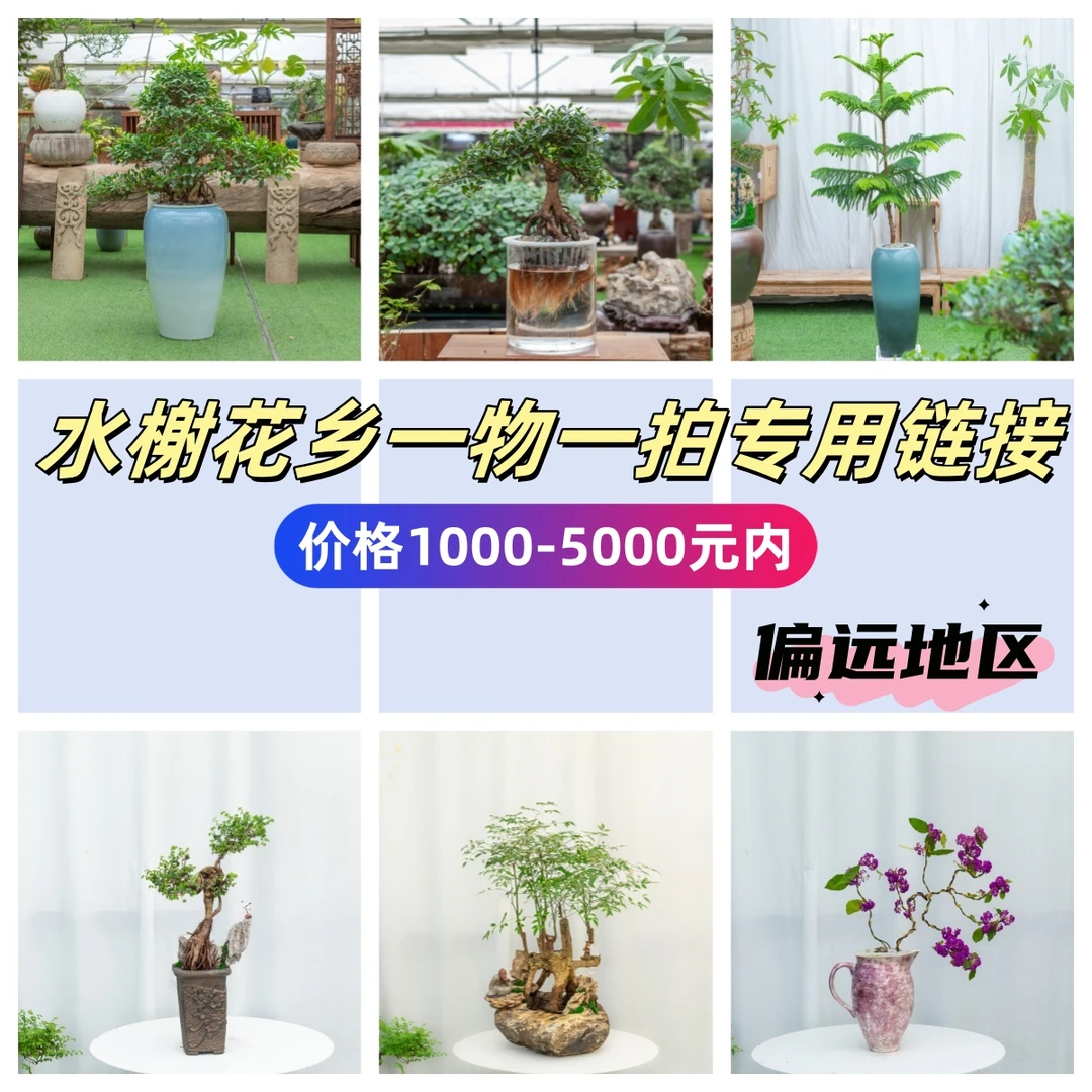 【偏远地区】1000-5000元内直播间（一物一拍专用链接）水培植物绿植