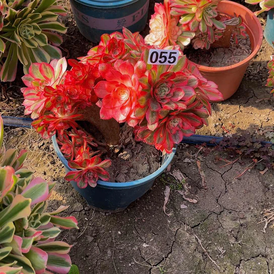 法师法师15–38包邮法师