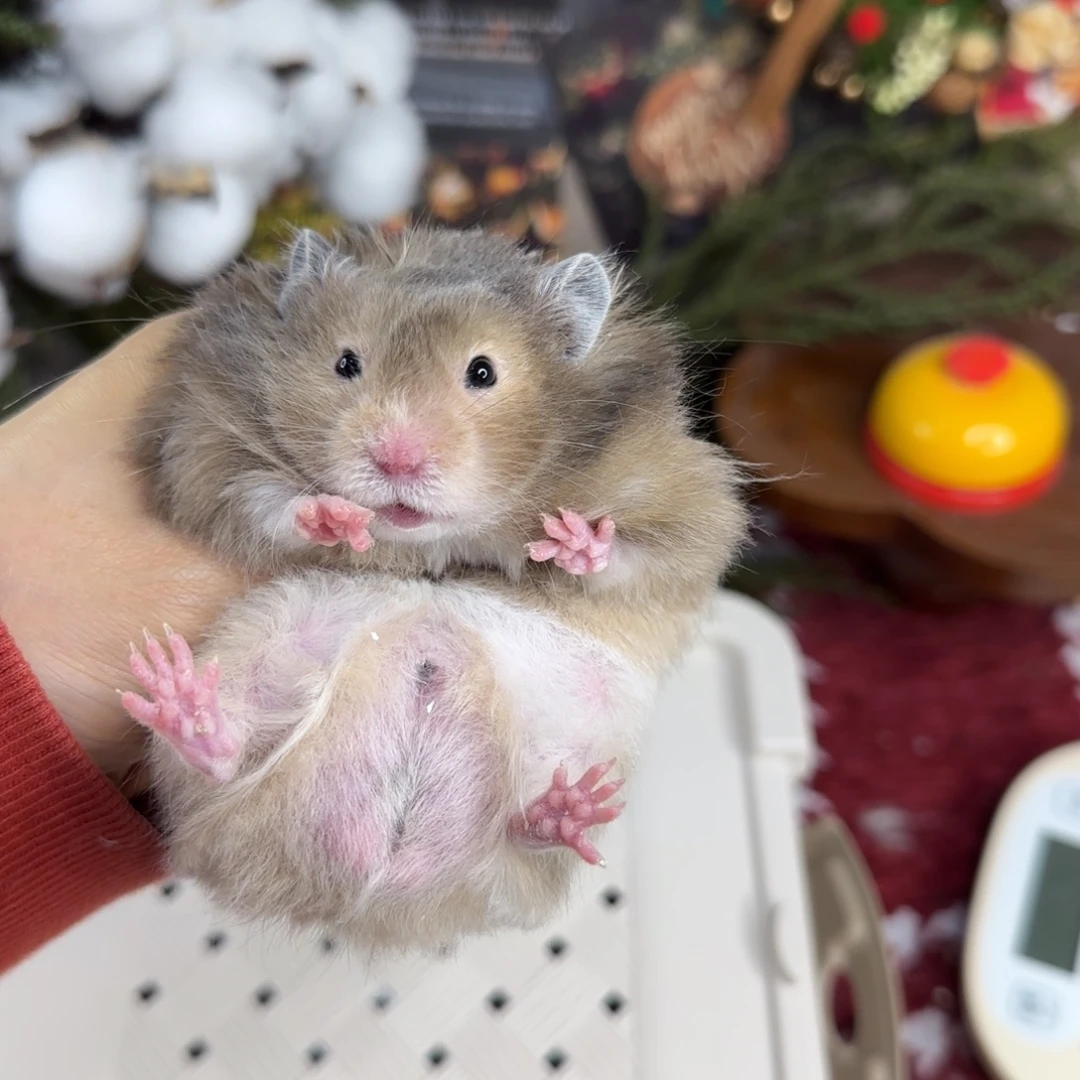 眼圈黑黄波弟弟10.25