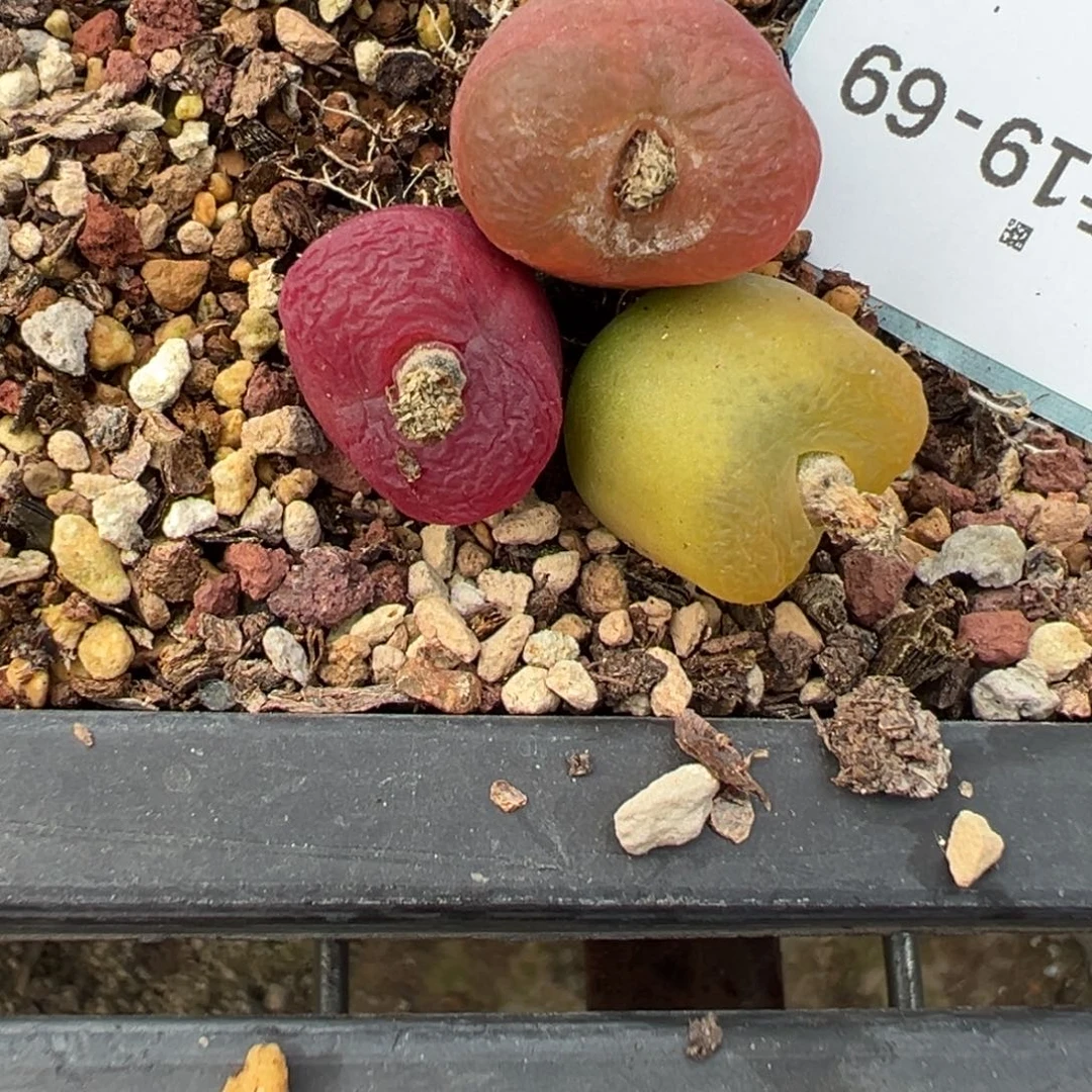 19-69量拍水蜜桃毛汉尼一颗