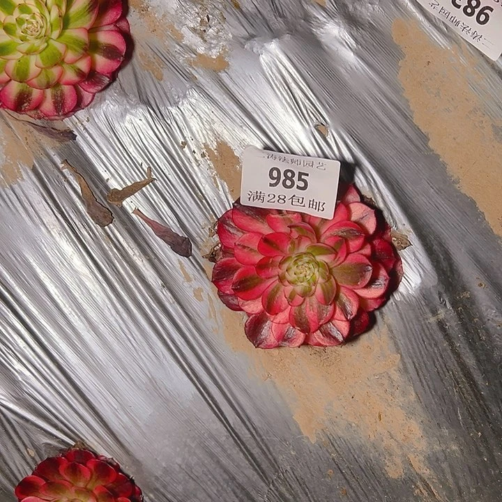 以**待984 985倾城变异两颗多肉植物