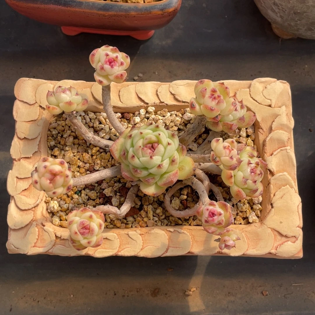 水晶丸叶老桩精控