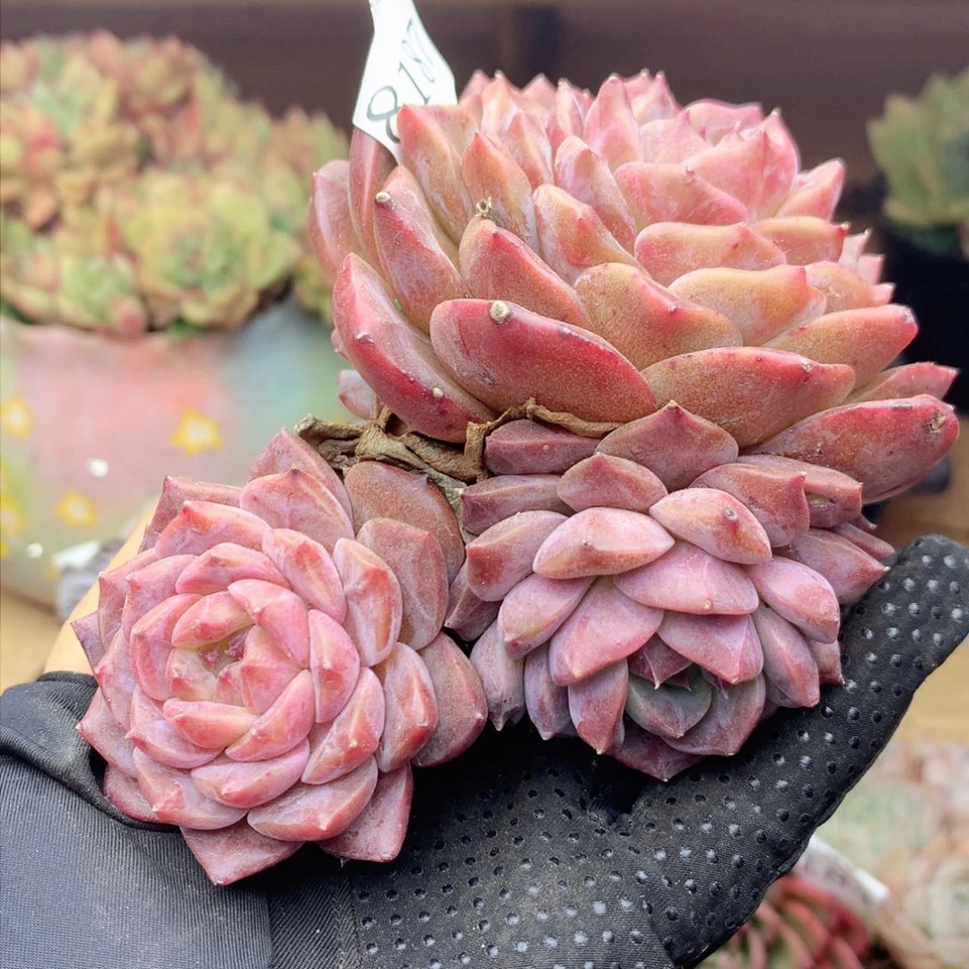 有****望8487杂交多肉植物