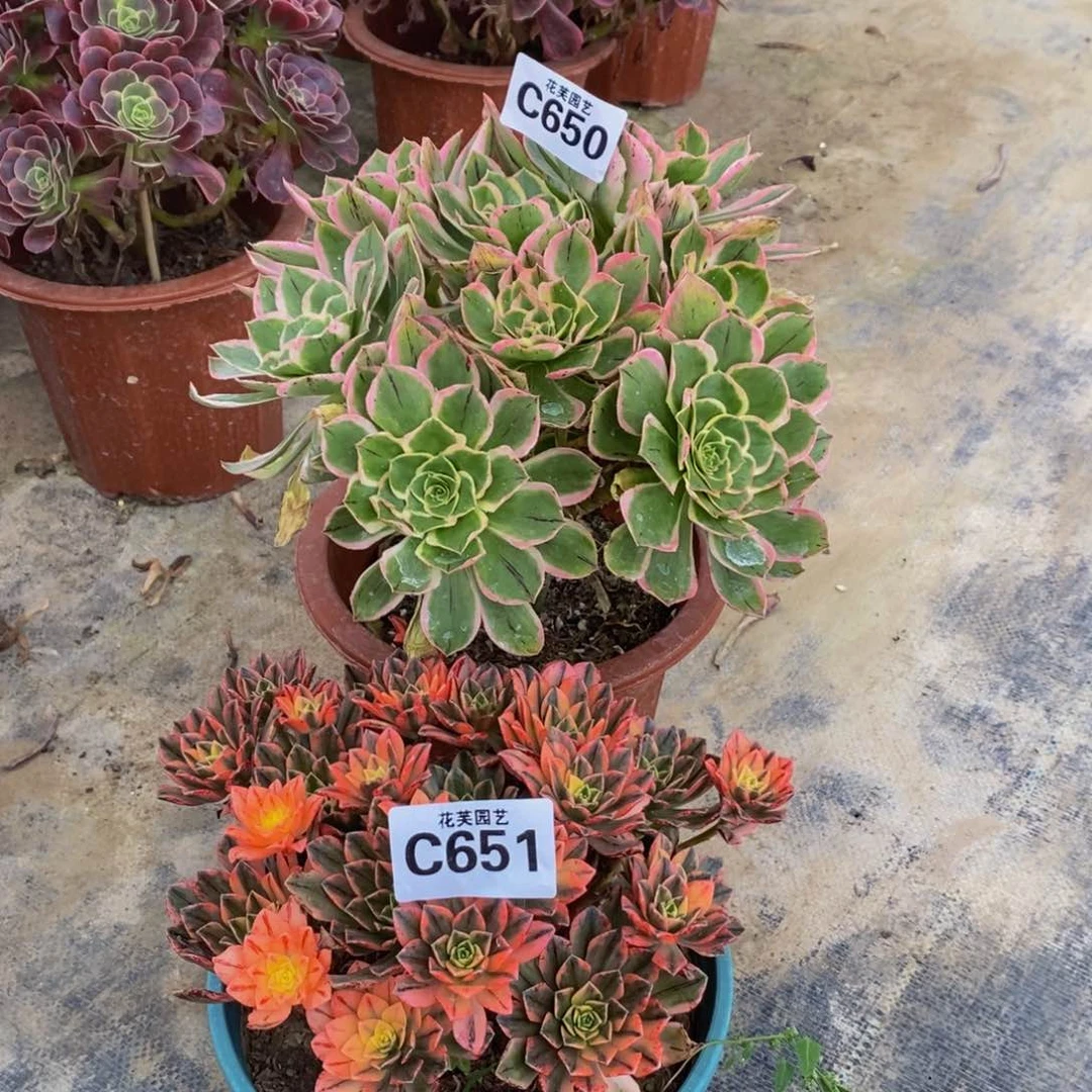 映***花绿玫瑰 甜茶 650。651