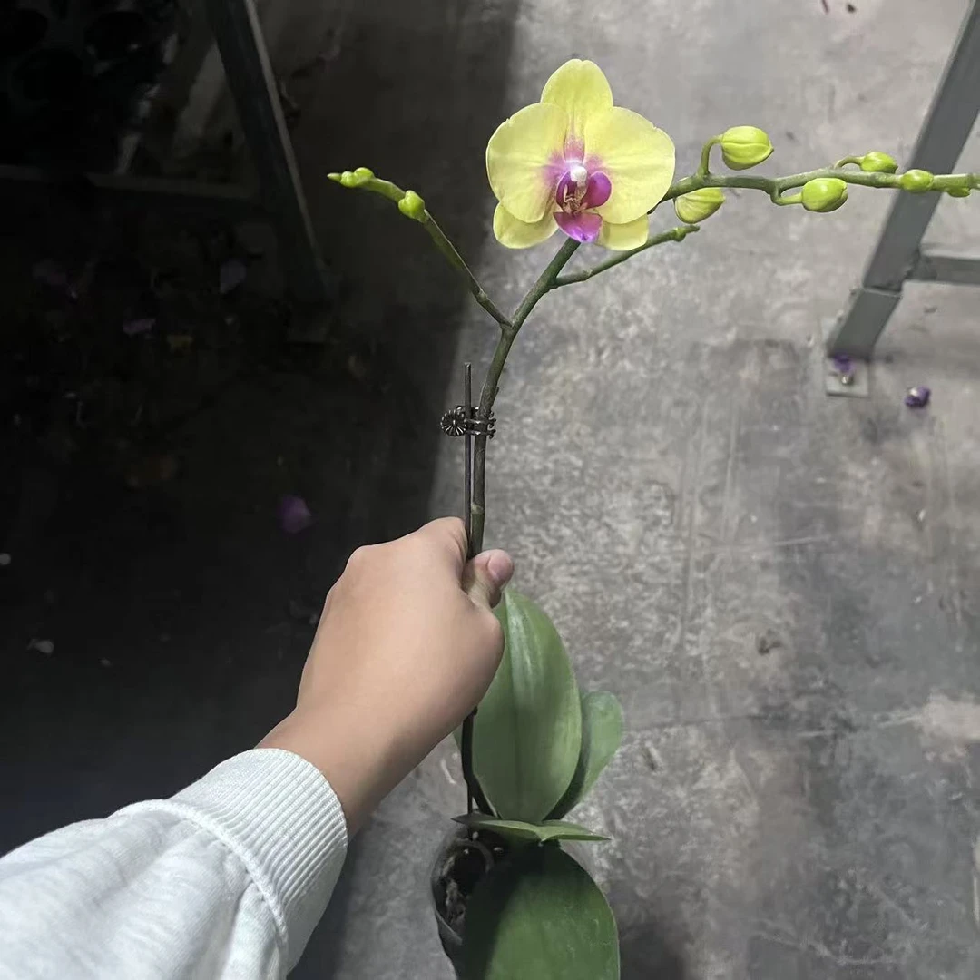 蝴蝶兰【朝日】一颗带飞碟树脂盆 带花带花苞发货 广州基地直发
