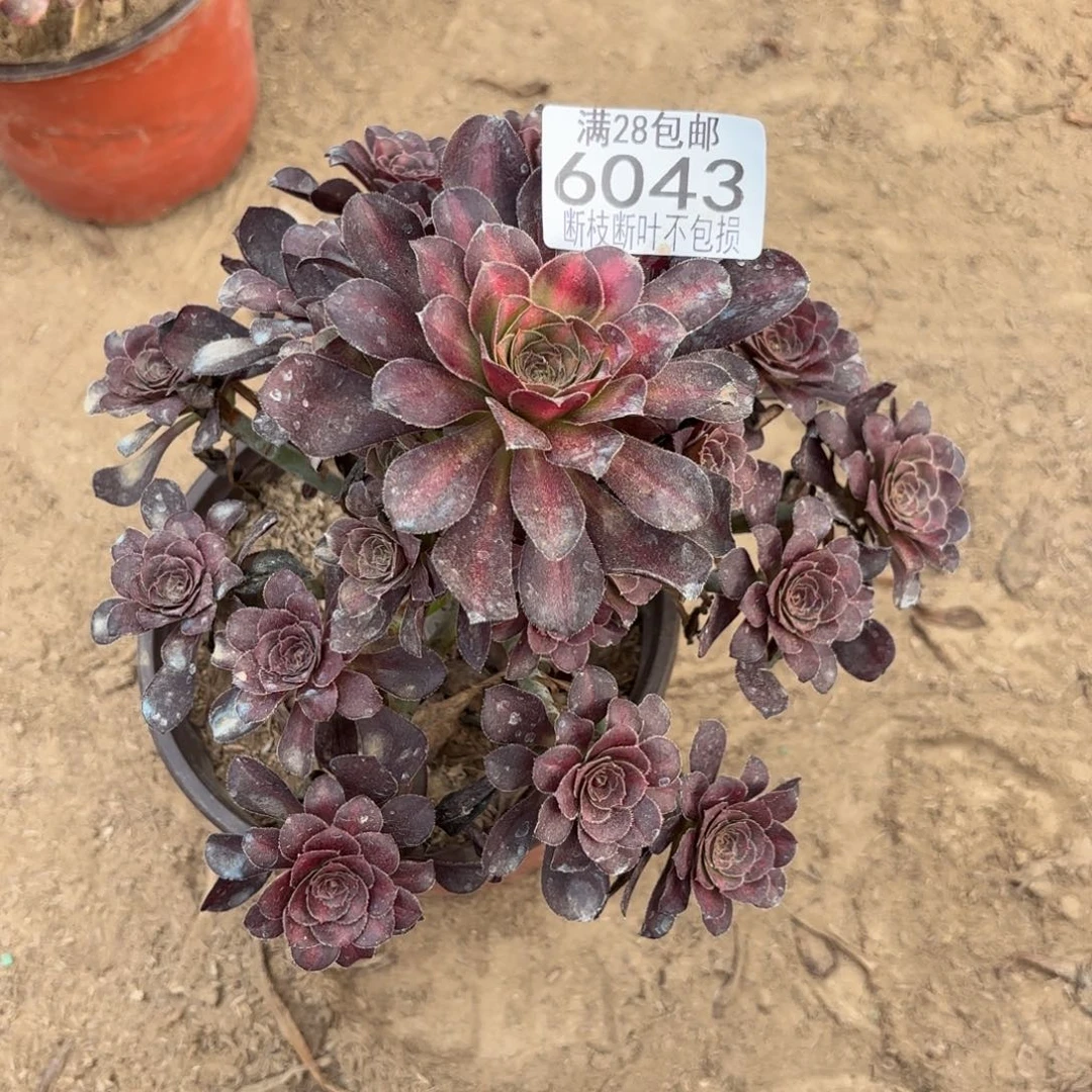 M. 6043晚霞多肉，？ad