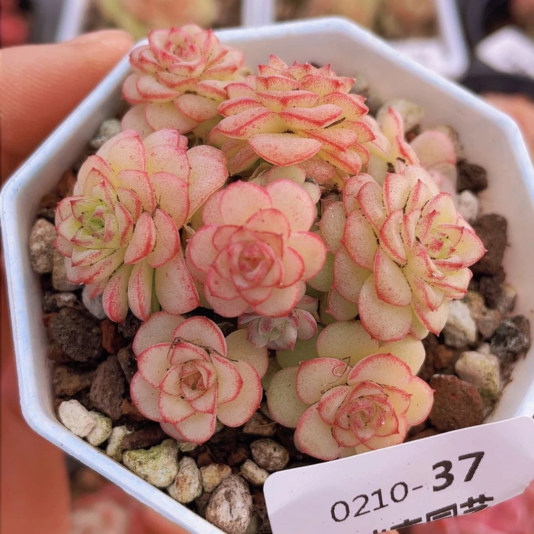 00000000000037量拍