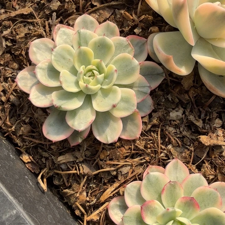 娜娜小勾锦多肉植物