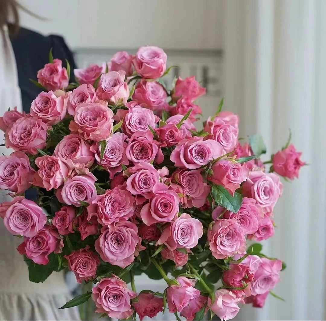 【A级多头诺拉10支】鲜花任意满2单发顺丰或德邦 云南鲜花