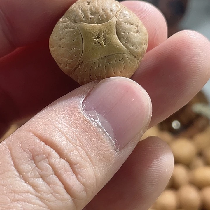 吊坠凤眼菩提尼泊尔小凤眼