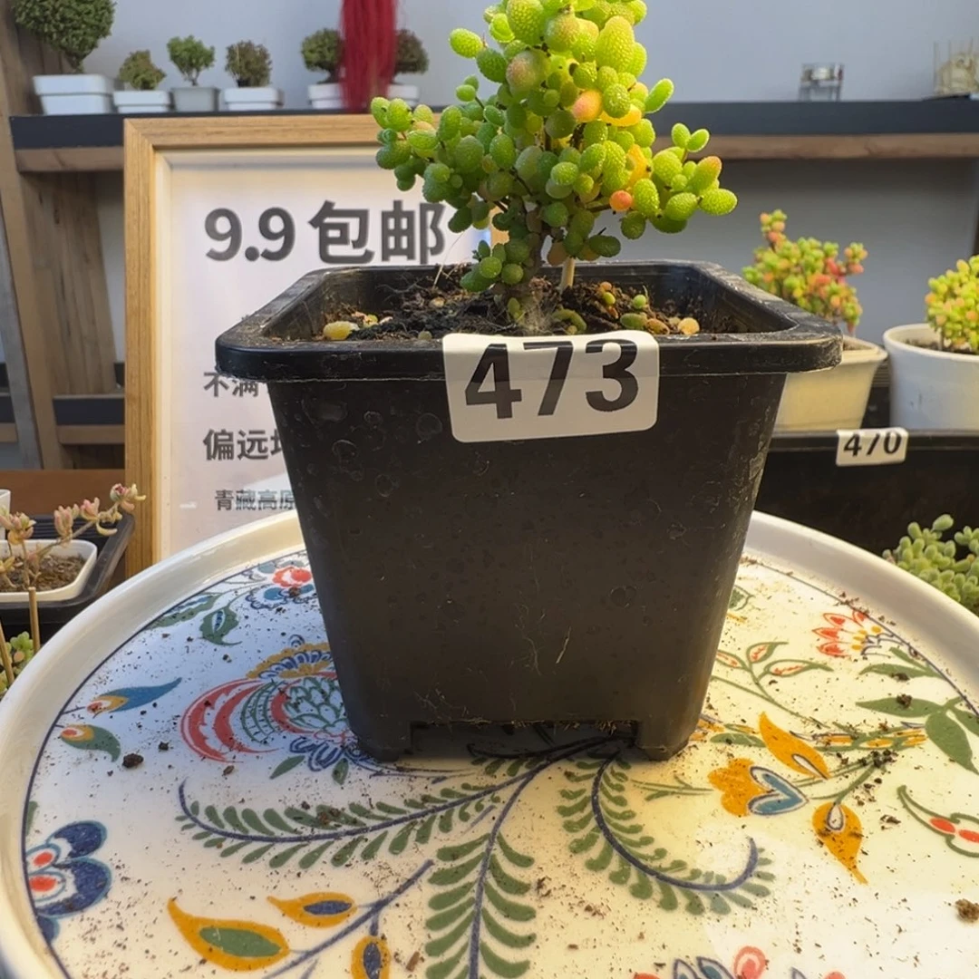 枝干番杏多肉植物473