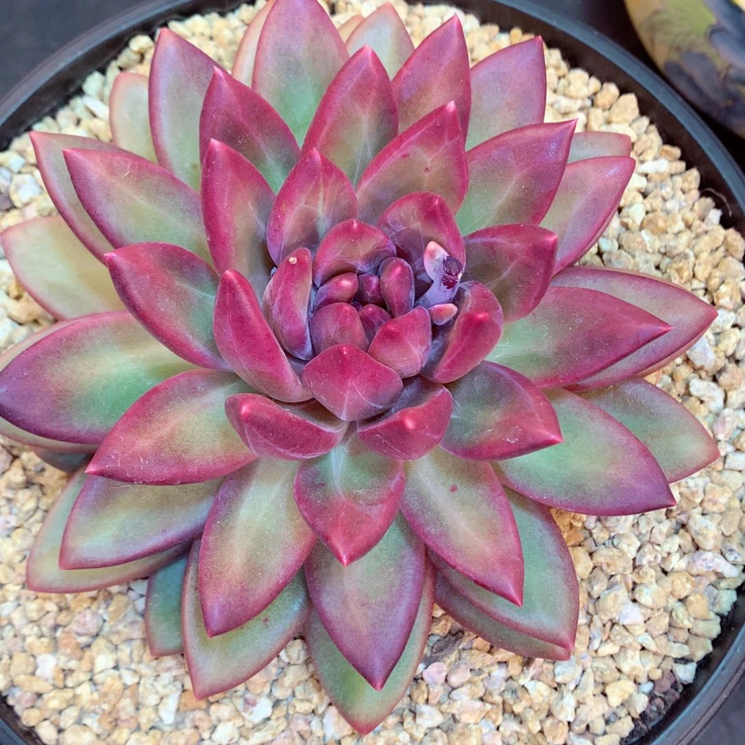 云*在在在在在在在在我现在