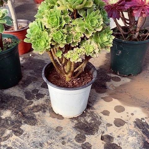 翡翠琉璃多肉法师219号