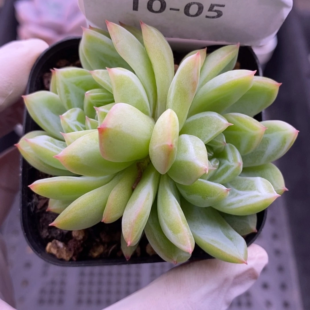 【闪购商品】10-05雪花
