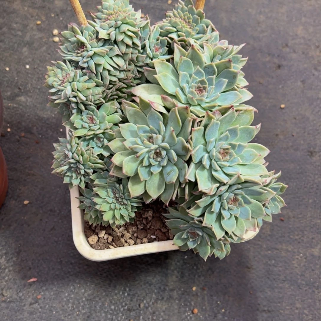 欣*天天开心 天天开心