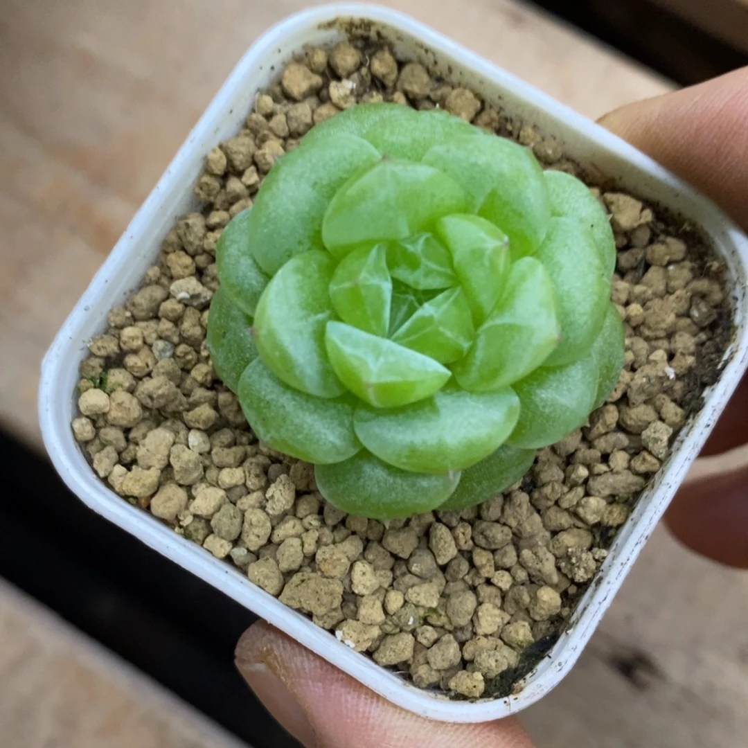 精品多肉一物一拍不包整159