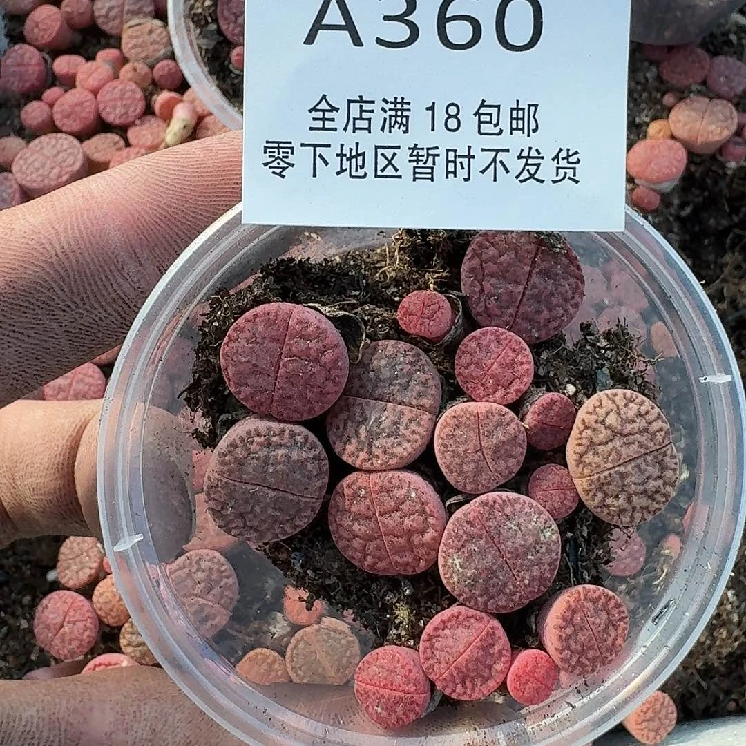 A360 哈哈哈哈哈哈哈哈