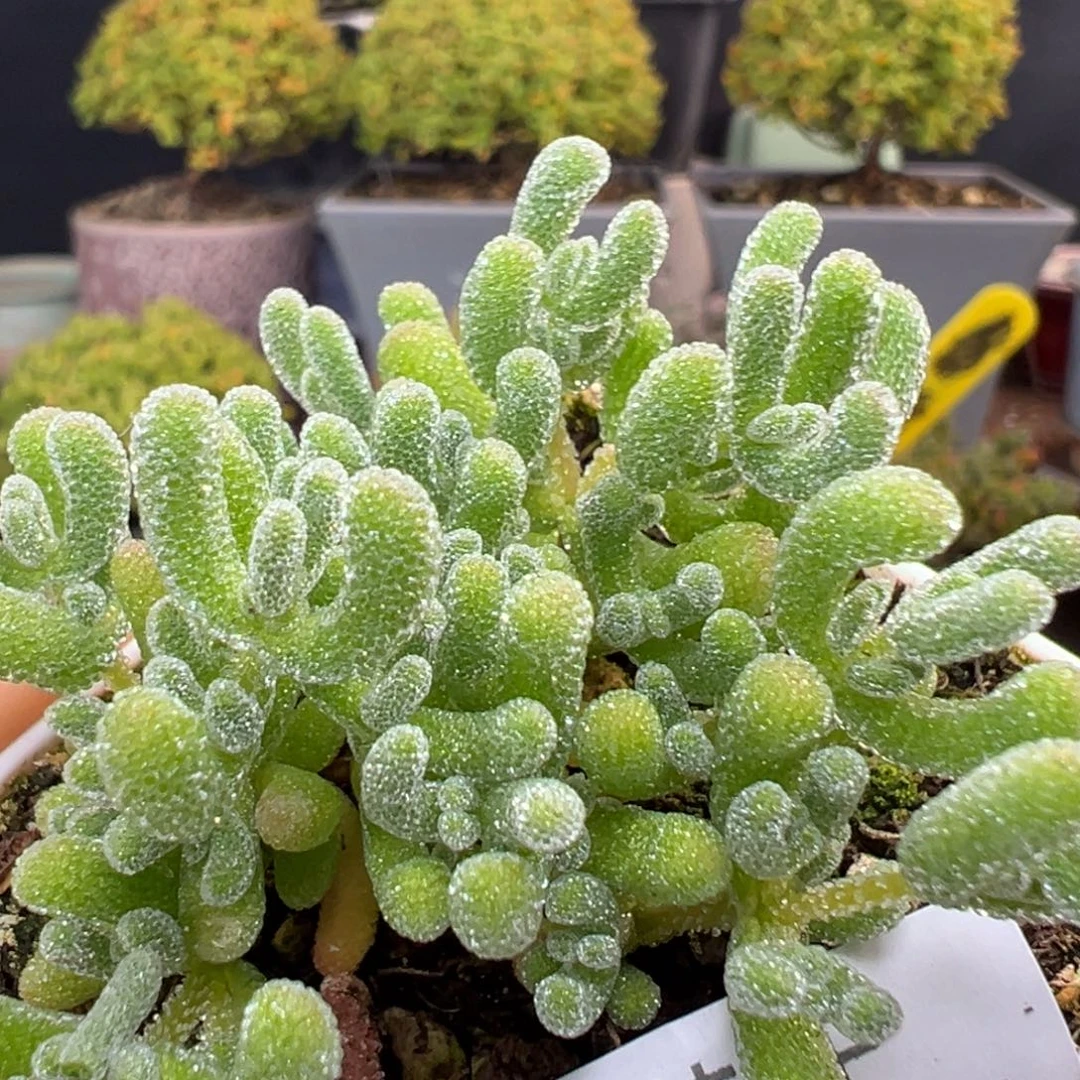 dy5451小可爱冰晶杂冠幅5cm