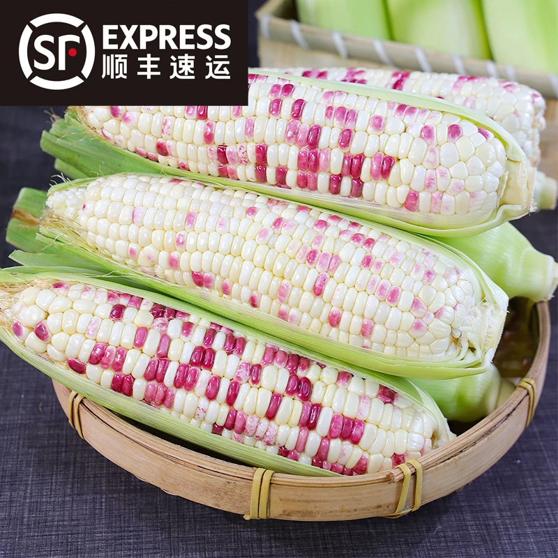 顺丰速运广西花糯玉米5斤装现摘现发新鲜发货露天种植