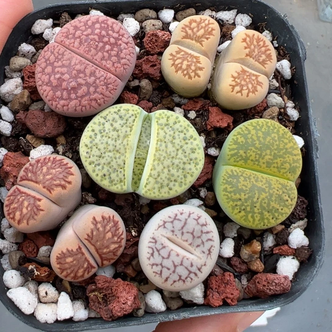 11.8好看的多肉脱土发货746